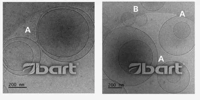 Morfología de los liposomas en Liposovit®-Mg, en imágenes del microscopio electrónico criogénico (Tecnai F20 X TWIN, FEI Company)
A. vesícula multivesicular (MVV), B. vesícula oligolamelar (OLV).